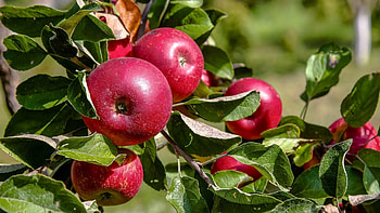 Apple tree , Vibrant colors, Nature's splendor, Scenic beauty HD wallpaper