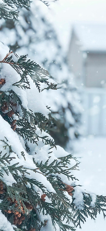 Winter 12 HD phone wallpaper