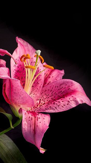 Pink Lily, Adorable HD phone wallpaper