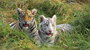 Two of a Kind, Tigers, Africa, Big Cats, Wildlife HD wallpaper