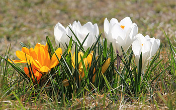 Crocuses, white, spring, yellow, macro HD wallpaper