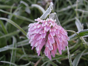 Nature, Grass, Leaves, Flower, Bud, Frost, Hoarfrost, Captivity HD wallpaper