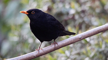 Common Blackbird, UPM forest life, Nature graphy, Habitat HD wallpaper