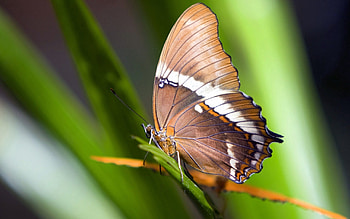 Grass, Leaves, Macro, Butterfly HD wallpaper