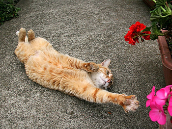 Animals, Flowers, Cat, Reach Out, Stretch HD wallpaper