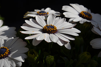 White flowers, close up, spring, pollen HD wallpaper