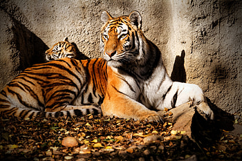 Tigress And The Cub, animal, feline, cat, tiger HD wallpaper
