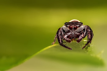 Macro, Eyes, Spider HD wallpaper
