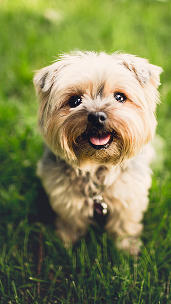 Dogs, Terrier Cute Puppy HD phone wallpaper