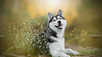 Siberian Husky, Gallery of , Husky-themed backgrounds, Eye-catching visuals HD wallpaper