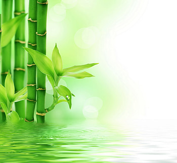 Plants, Water, Background HD wallpaper