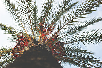 Nature, Wood, Tree, Palm, Branches, Tropics, Bottom View, Trunk HD wallpaper