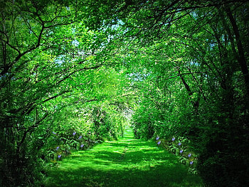 The Green Path, sky, nature, grass, sun, forest HD wallpaper