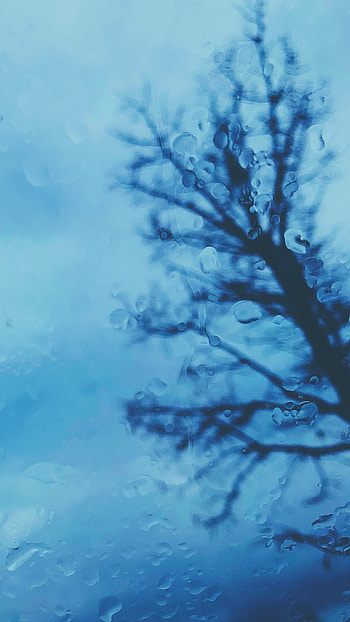 Reflection, Macro, Wood, Tree, Wet, Surface HD phone wallpaper