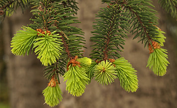 Planting care, Red spruce, Tree species, Sustainable forestry HD wallpaper