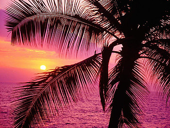 Sunset, palms, abstract, water, sun HD wallpaper