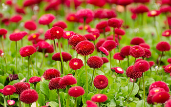 Flowers Red Summer, flowers, red, summer HD wallpaper
