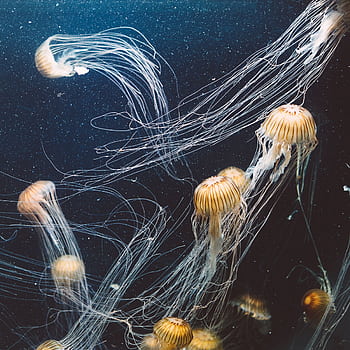 A stunning underwater view of jellyfish gracefully swimming, showcasing their ethereal beauty and intricate tentacles. HD phone wallpaper