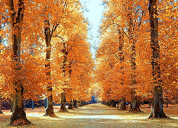 Standing tall, rows, autumn, tall, orange and gold, walkway, tree HD wallpaper