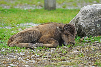 Animals, Grass, Rock, Lies, Calf, Stone, Bison, Aurochs HD wallpaper