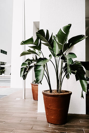Lush potted plants enhancing minimalist indoor decor with a touch of nature. HD phone wallpaper