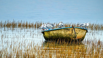 Seagulls, marsh, boat, bird, seagull HD wallpaper