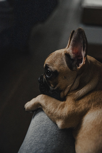 Animals, Dog, Brown, Pet, French Bulldog HD phone wallpaper