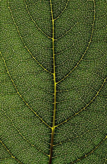 Macro, Leaflet, Veins HD phone wallpaper