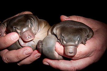 Platypus, Genetics research, Bizarre traits, Earth's oddest mammal HD wallpaper