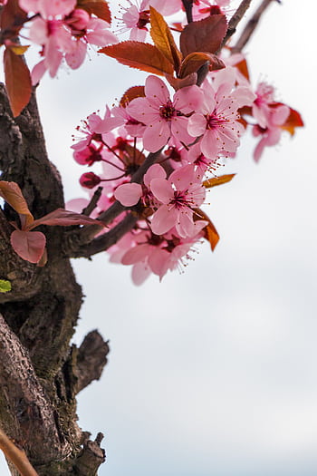 A stunning close-up of cherry blossom flowers on a tree branch against a bright sky. HD phone wallpaper