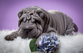 Shar Pei, blue, dog, animal, white, grey, fur, purple, puppy, flower HD wallpaper