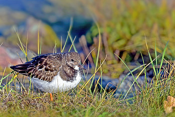 Animals, Grass, Bird, Sandpiper HD wallpaper