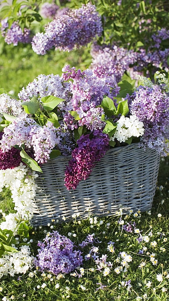 Lilac, Beautiful Flower HD phone wallpaper