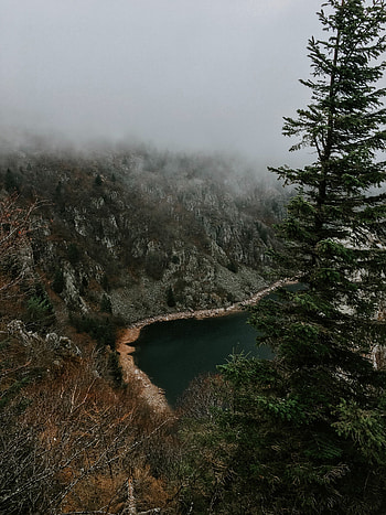 Landscape, Nature, Trees, Shore, Bank, Fog, Cliff HD phone wallpaper