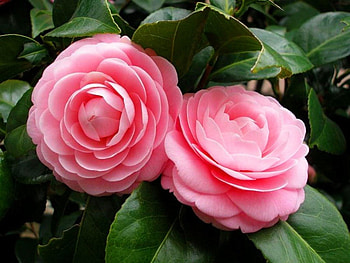 Two pink roses, two, roses, garden, beautiful, gift, fragrance, pink, leaves, petals, green, nature, flowers, together HD wallpaper