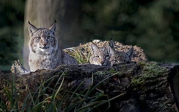 Lynx, animal, cat, kittens HD wallpaper