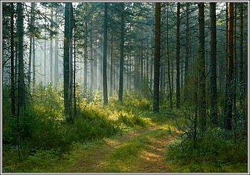 Floresta, landscape, trees, nature, forest HD wallpaper