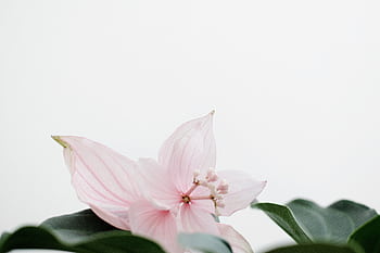 Delicate pink flower with green leaves on a white background, perfect for minimalist decor. HD wallpaper