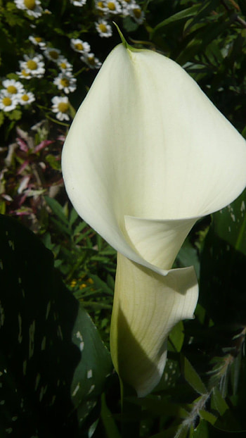 Calla Lily, , Floral elegance, Spring vibes HD phone wallpaper