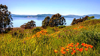 Point Pinole Poppies, Richmond, California, landscape, wildflowers, water, usa, trees HD wallpaper