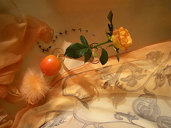 Still life, res, beautiful, lonely, orange, nice, rose, feather, pretty, lovely HD wallpaper