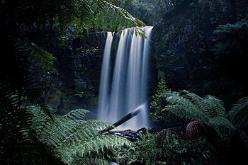 Landscape, Nature, Waterfall, Fern, Branches HD wallpaper
