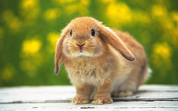 Animals, Rabbits HD wallpaper