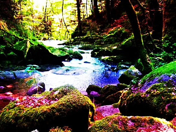 trippy.jpg, trees, creek, nature HD wallpaper