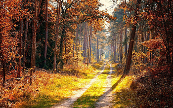 Autumn Forest Path, path, trees, autumn, road, forest HD wallpaper