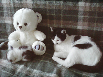 Trio, cats, bears, cute, kittens HD wallpaper