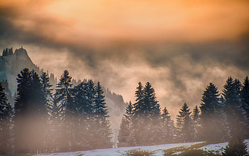 Fog, tree, dawn, sunrise HD wallpaper