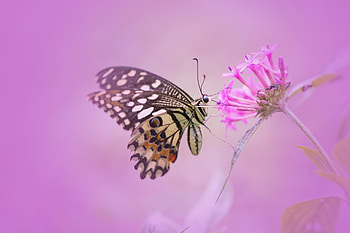 Butterfly Elegance: Nature’s Delicate Beauty in Bloom, Animal, butterfly HD wallpaper
