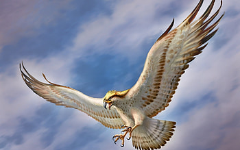 Animals, Birds HD wallpaper