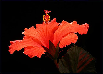 Orange Glow, beautiful, hibiscus, exotic, flower HD wallpaper